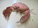 CRABE CALAPPA LOPHOS