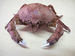 Crabe Dourmia