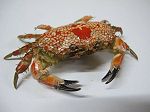 CRABE Lophozozymus pictor