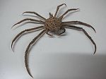 Crabe Spinny spider