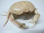 CRABE CALAPPA CALAPPA