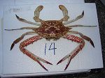 Crabe Portunus pelagicus 36