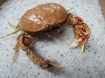 CRABE CALAPPA LOPHOS