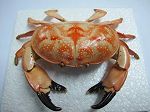 Crabe n°02