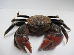 Crabe 34