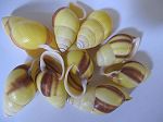 Coquillage terrestre long jaune