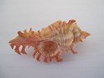 Murex Cichoreus Aculeatus