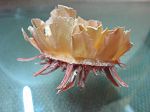 SPONDYLUS AMERICANUS EXTRA