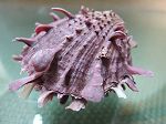 SPONDYLUS BARBATUS MAUVE