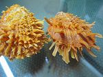 SPONDYLUS BUTLERY ORANGE