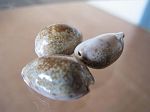 CYPRAEA VREDENBURGHIES