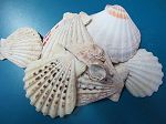 Pecten Neutre