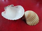 PECTEN VOGDESI (CREUX)