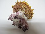 SPONDYLUS BARBATUS AVEC BALANUS