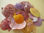 PECTEN NOBILIS ( EXTRA )