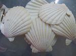 Pecten Neutre