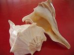 Coquillages