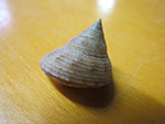 CALLIOSTOMA GRANULATUM