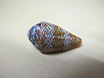 Conus, Cacao