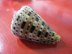 CONUS GENUANUS