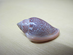 MARGINELLA IRRORATA