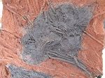 Crinoide fossile