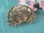 CRABE ACTAEODES TOMENTOSUS