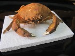 CRABE DROMIIDEAE