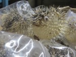 Diodon var. Holacanthus