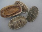 CHITON