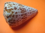 CONUS PULCHER