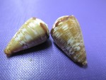 CONUS CROTCHII