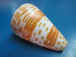 CONUS TESSULLATUS