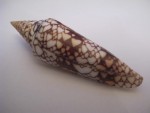 CONUS MILNEEDWAEDSI VAR.CLYTOSPIRA 