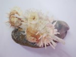 SPONDYLUS SUR MOULE BARBATIA