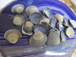 BIVALVE MAUVE