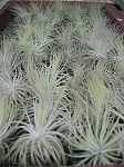 Tillandsias : Plantes V�g�taux - Magasin-D�p�t Alexandre Import Nature