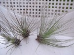 TILLANDSIA : FILIFOLIA