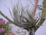 TILLANDSIA : IONANTA SCAPOSA