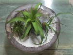 COUPE DE TILLANDSIAS