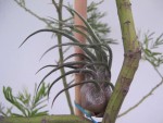 TILLANDSIA : PRUINOSA